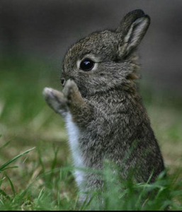bunnyclapping