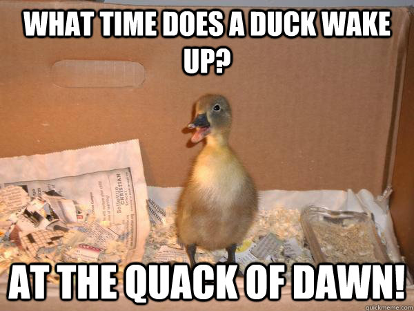 Jokes That Quack You Up – Curious as a Cathy